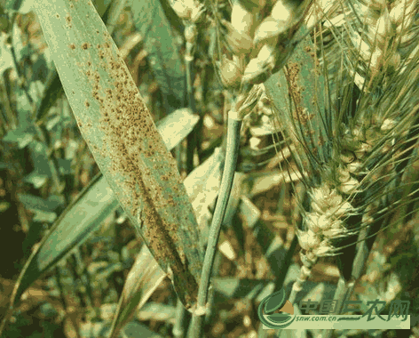 春季优质小麦病虫害防治技术研究(春季优质小麦病虫害防治技术指南)